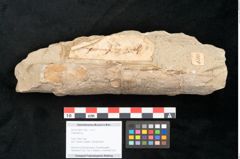 Foto (Objekt + Etikett) von Calamites sp. (NHMW-GEO-2024-0188-11189)